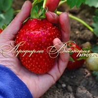 Клубника СВИТ МЕРИ XXL (КРУПНОМЕР! ОГРОМНЫЙ КУСТ, УРОЖАЙ В ГОД ПОСАДКИ) Клубника СВИТ МЕРИ XXL (КРУПНОМЕР! ОГРОМНЫЙ КУСТ, УРОЖАЙ В ГОД ПОСАДКИ)